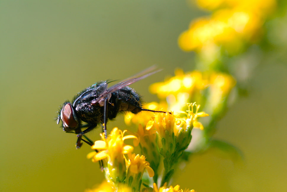 photography of black bottle fly on yellow flower HD wallpaper